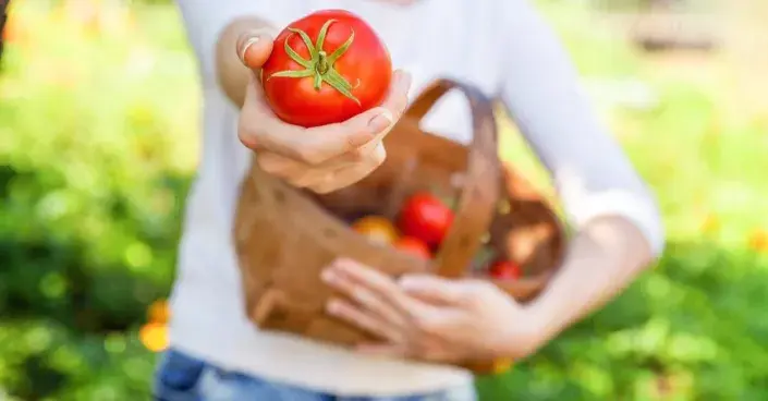 Červené rajče Červené rajče