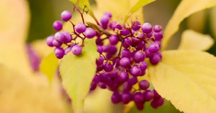 Plody krásnoplodky Plody krásnoplodky