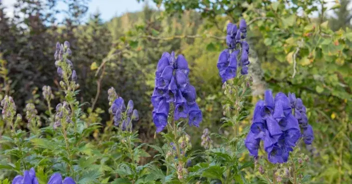 Oměj Carmichaelův Oměj Carmichaelův