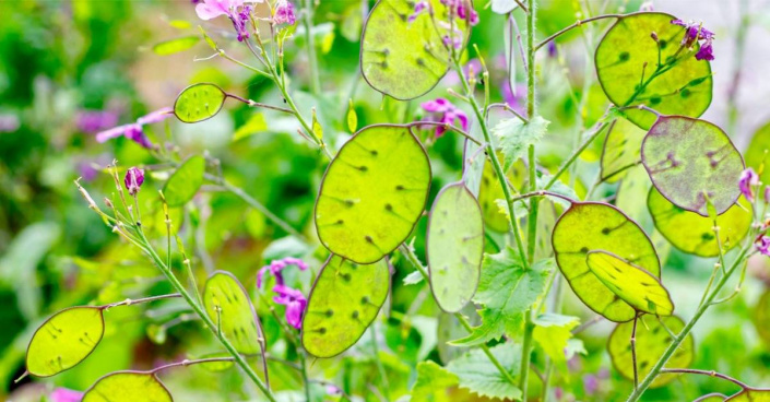 Měsíčnice roční (Lunaria annua)