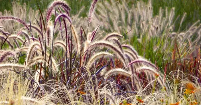 Okrasné trávy Okrasné trávy