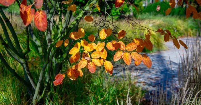 Vícekmenný muchovník Vícekmenný muchovník