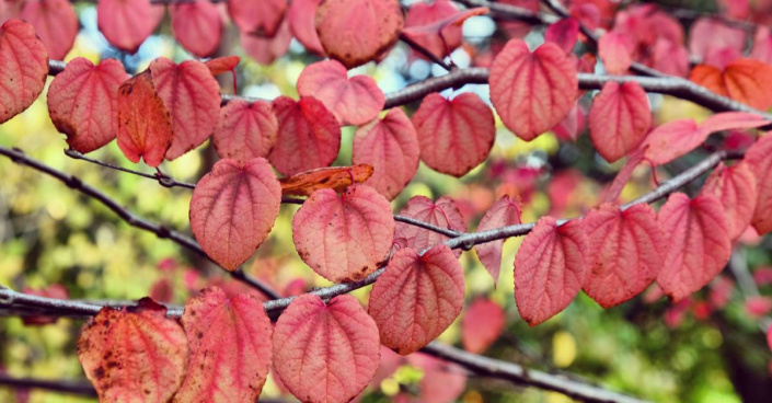 Zmarličník japonský (Cercidiphyllum japonicum)