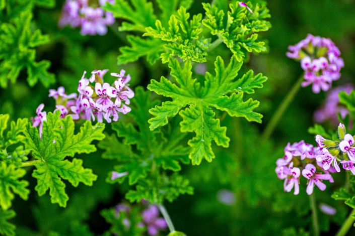 Vonný muškát (Pelargonium graveolens)