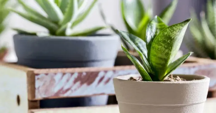 Tučnolisté pokojové rostliny Tučnolisté pokojové rostliny