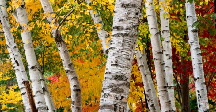 Bříza papírovitá (Betula papyrifera)