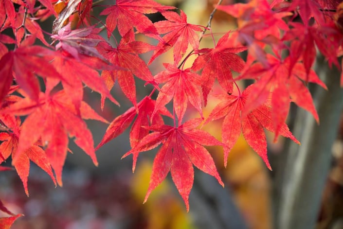 Červené listy japonského javoru