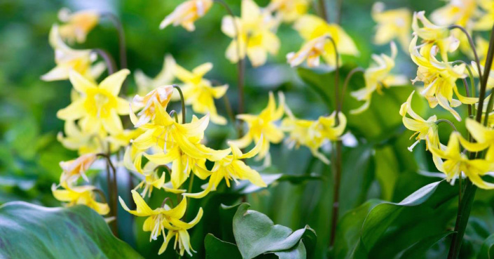 Kandík (Erythronium tuolumnense) ’Pagoda’