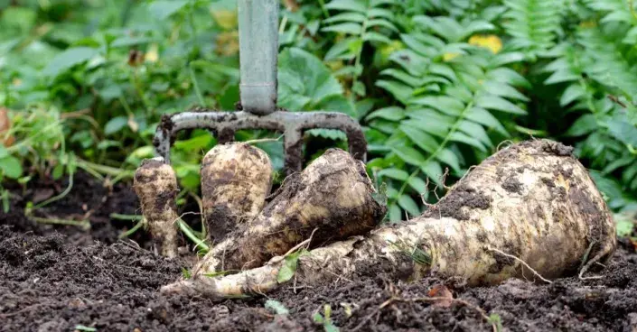 Kořeny pastináku Kořeny pastináku