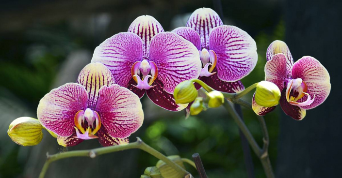 Orchidej můrovec (Phalaenopsis)