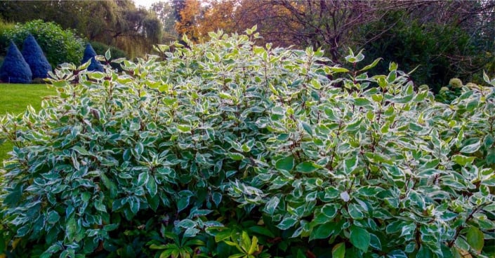 Svída bílá (Cornus alba) 'Ivory Halo'