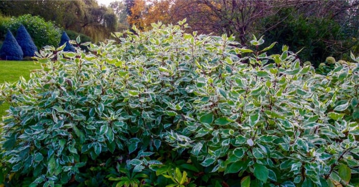 Svída bílá (Cornus alba) 'Ivory Halo'