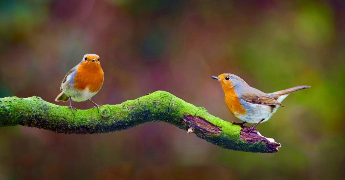 Červenka obecná (Erithacus rubecula) 