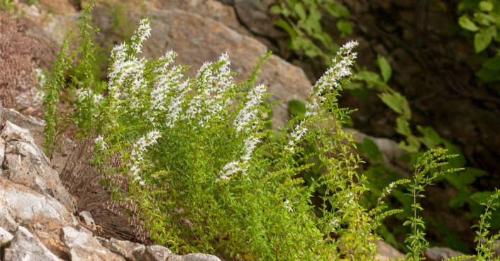 Drobnozel douškolistý (Micromeria thymifolia)