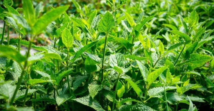 Čistec hlíznatý (Stachys affinis)