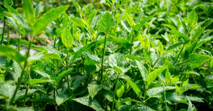 Čistec hlíznatý (Stachys affinis) Čistec hlíznatý (Stachys affinis)