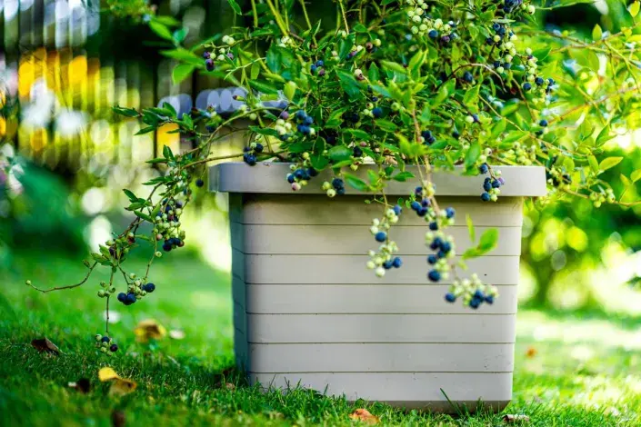 Kanadská borůvka pěstovaná v nádobě Kanadská borůvka pěstovaná v nádobě