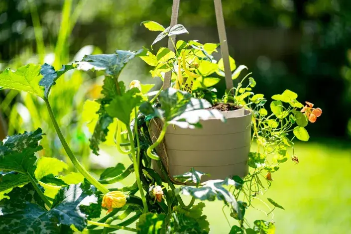 Cuketa a lichořeřišnice pěstované v závěsné nádobě Cuketa a lichořeřišnice pěstované v závěsné nádobě