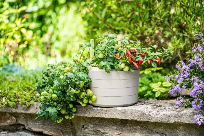 Keříčková rajčata a chilli papričky v samozavlažovací nádobě Keříčková rajčata a chilli papričky v samozavlažovací nádobě