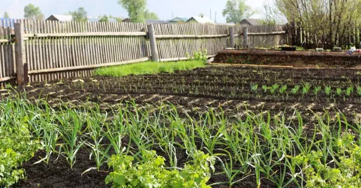 Záhony osázené různými druhy zeleniny Záhony osázené různými druhy zeleniny