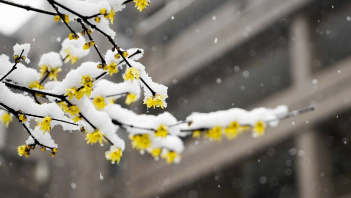 Zimnokvět časný (Chimonanthus praecox)