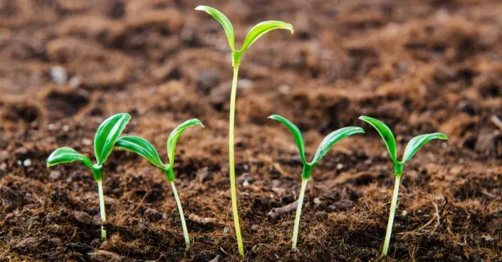 Klíční rostliny Klíční rostliny