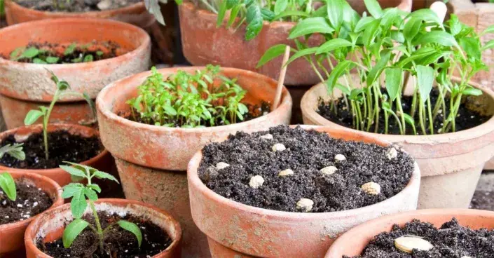 Semena a klíční rostliny v květináčích Semena a klíční rostliny v květináčích