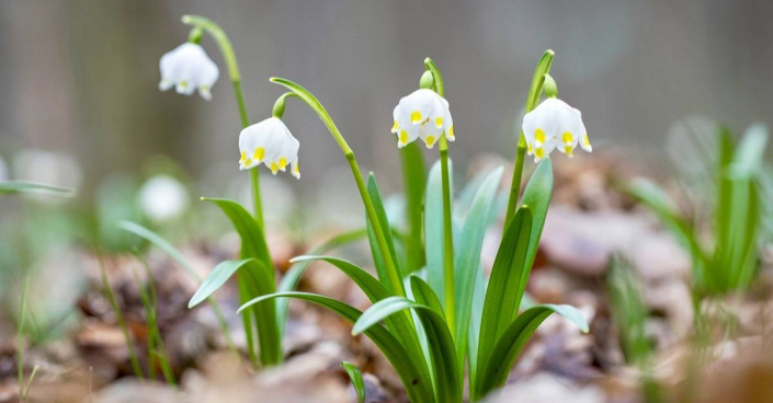 Bledule jarní (Leucojum vernum)