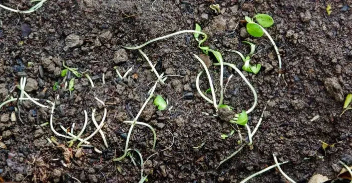 Polehlé klíční rostliny Polehlé klíční rostliny