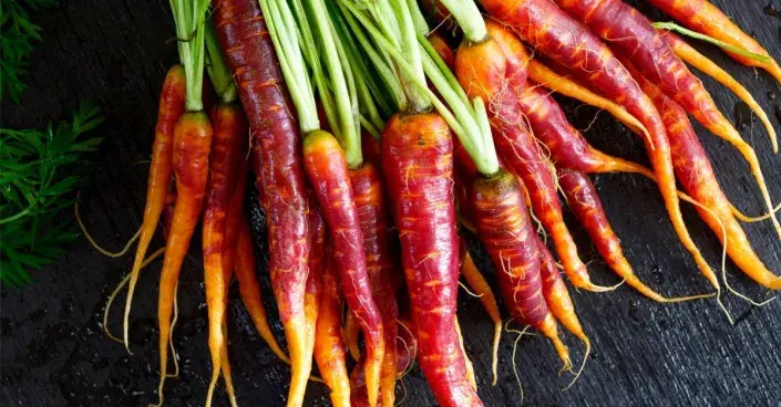 Kořeny mrkve 'Purple Haze' Kořeny mrkve 'Purple Haze'