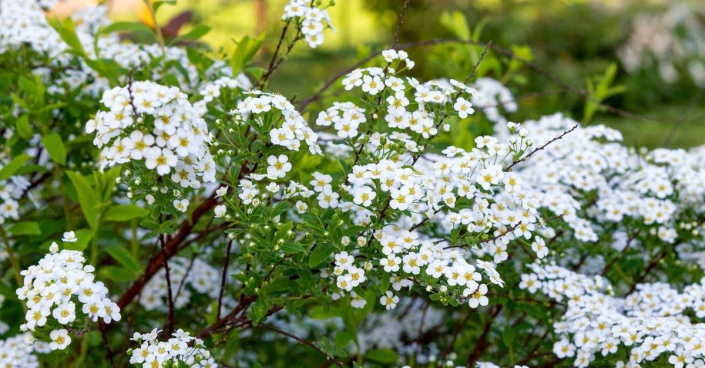 Tavolník význačný (Spiraea x arguta) Tavolník význačný (Spiraea x arguta)
