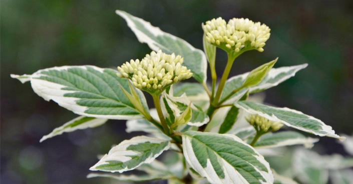Svída bílá (Cornus alba) Svída bílá (Cornus alba)