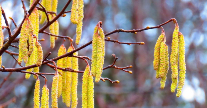 Líska obecná (Corylus avellana)