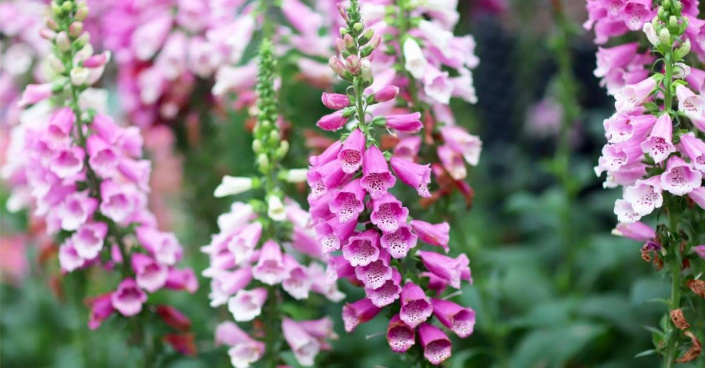 Náprstník červený (Digitalis purpurea)