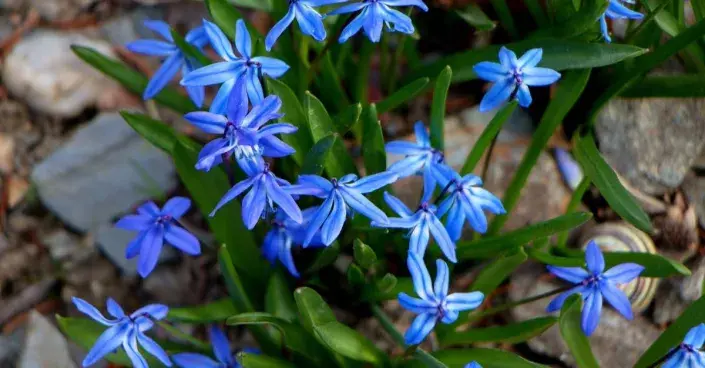 Ladoňka sibiřská (Scilla sibirica, nově Othocallis siberica) Ladoňka sibiřská (Scilla sibirica, nově Othocallis siberica)