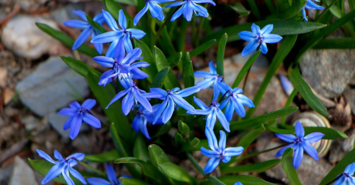 Ladoňka sibiřská (Scilla sibirica, nově Othocallis siberica)