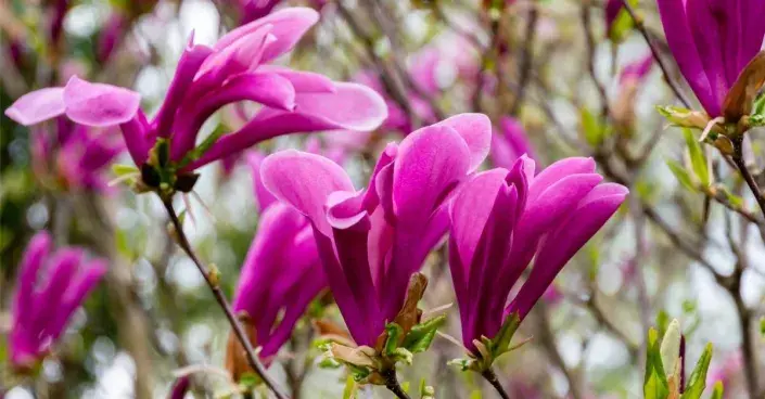 Květy magnólie, česky šácholanu