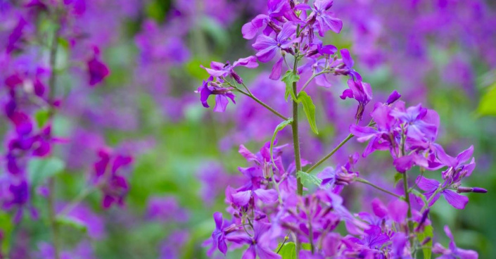 Večernice vonná (Hesperis matronalis)