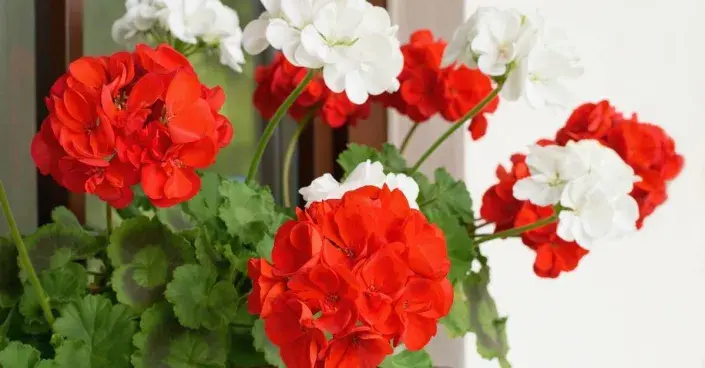 pelargonie páskatá pelargonie páskatá