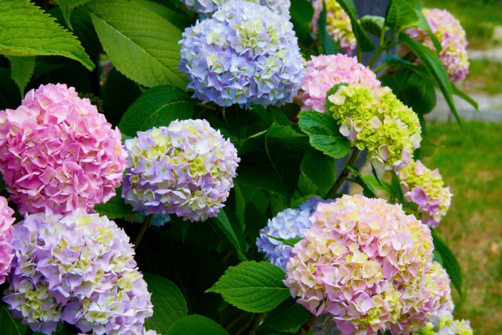 Hortenzie velkolistá (Hydrangea macrophylla)