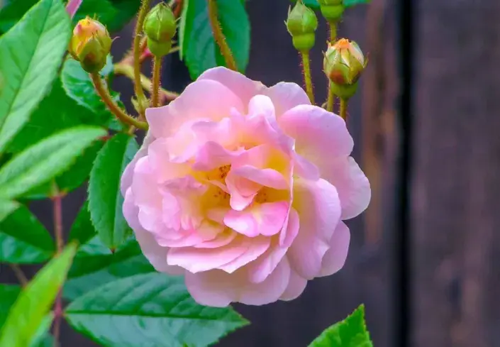 Opakovaně kvetoucí růže 'Ghislaine de Féligonde' ze skupiny ramblerů Opakovaně kvetoucí růže 'Ghislaine de Féligonde' ze skupiny ramblerů