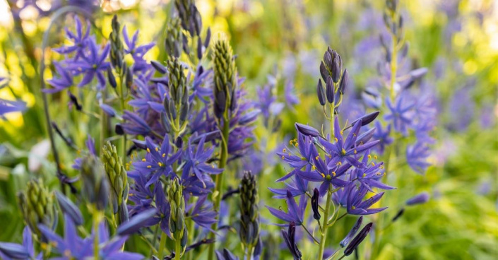 Ladoník (Camassia)