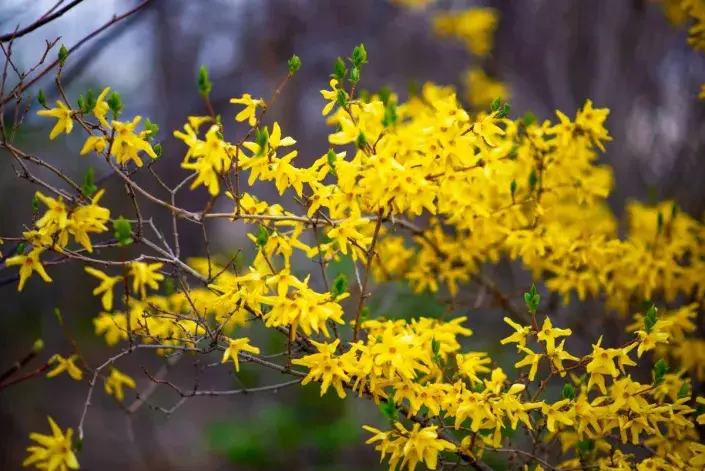 Větev rozkvetlé zlatice