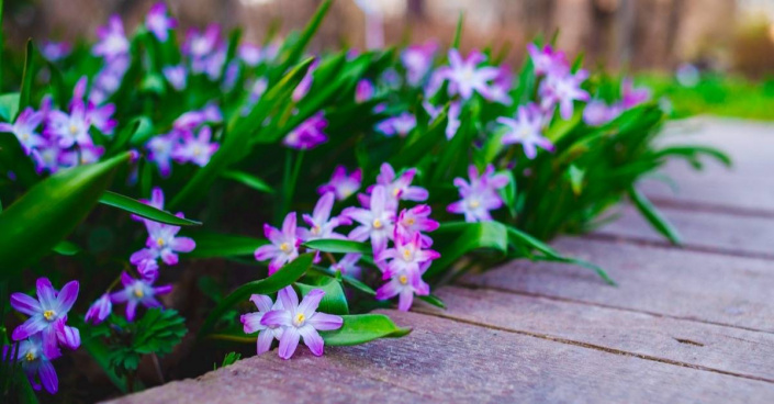 Ladonička (Chionodoxa) Ladonička (Chionodoxa)