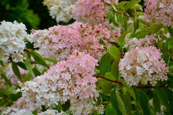 Hortenzie latnatá 'Grandiflora'