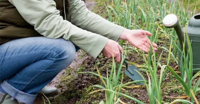 Pěstitel u záhonu česneku Pěstitel u záhonu česneku