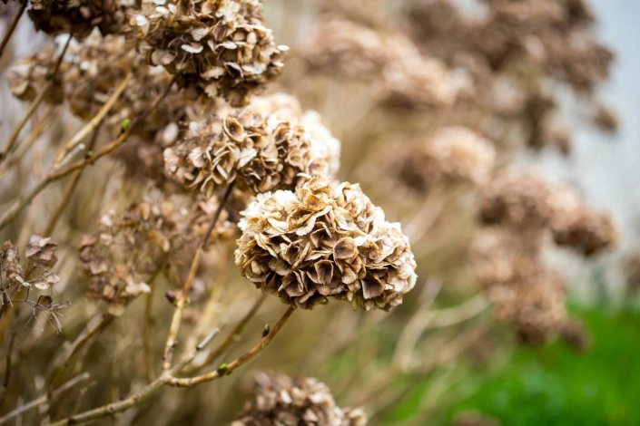 Stará květenství hortenzie velkolisté (Hydrangea macrophylla)