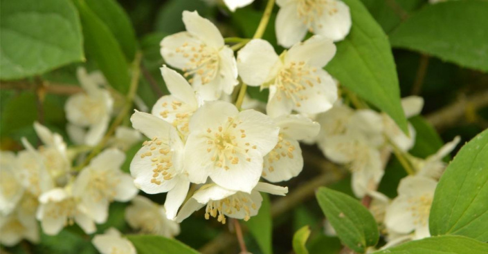 Pustoryl (Philadelphus) Pustoryl (Philadelphus)