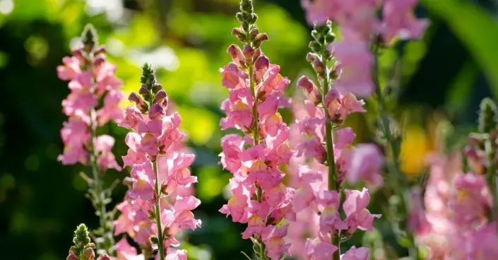 Hledík větší (Antirrhinum majus)