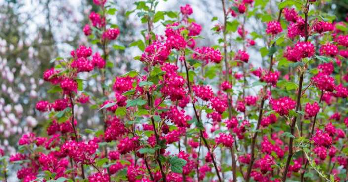 Meruzalka krvavá (Ribes sanguineum)